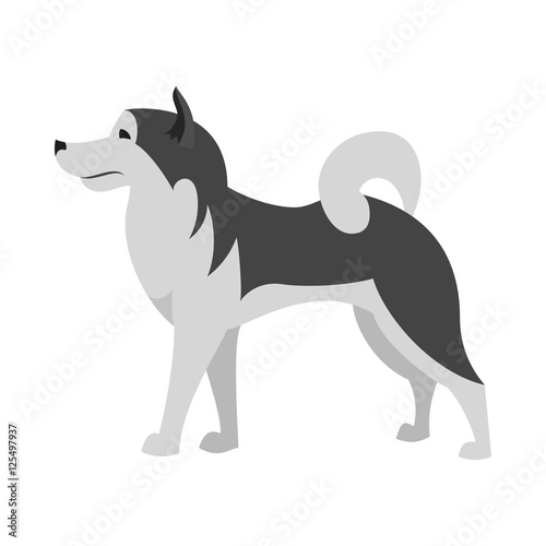 Alaskan malamute dog breed flat