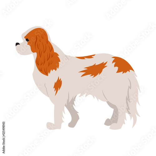 Cavalier king charles spaniel