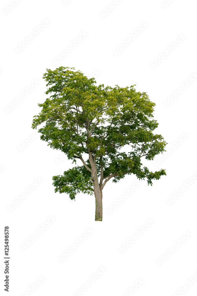 Tree alone or single on white background Tree alone or single on white background