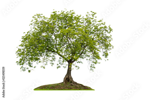 Tree alone or single on white background