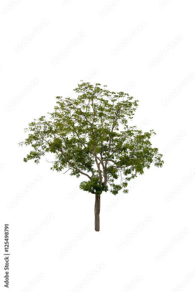 Tree alone or single on white background Tree alone or single on white background