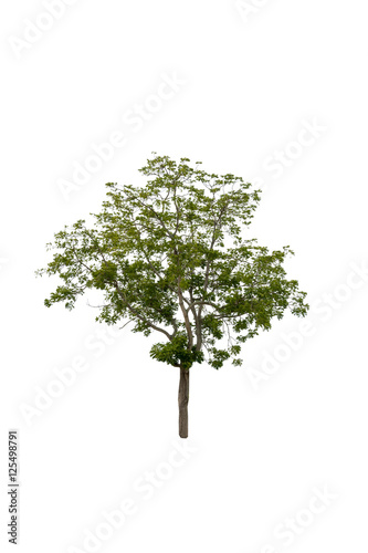 Tree alone or single on white background