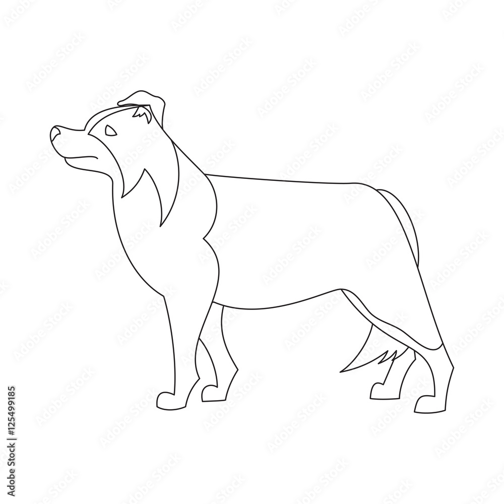 Border collie line flat Border collie line flat