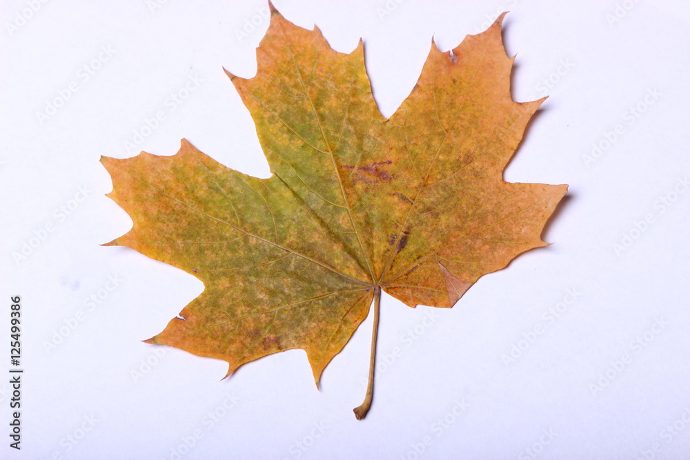 Fototapeta premium yellow maple leaf on white background
