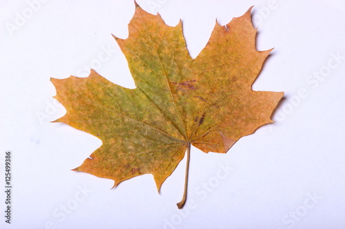 yellow maple leaf on white background