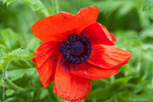 Blooming red poppy.