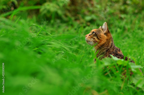 Dreamy cat sitting in the high grass looking up, side view