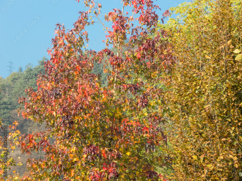 Liquidambar styraciflua, commonly called American sweetgum, in fall season with Its red, orange and yellow leaves