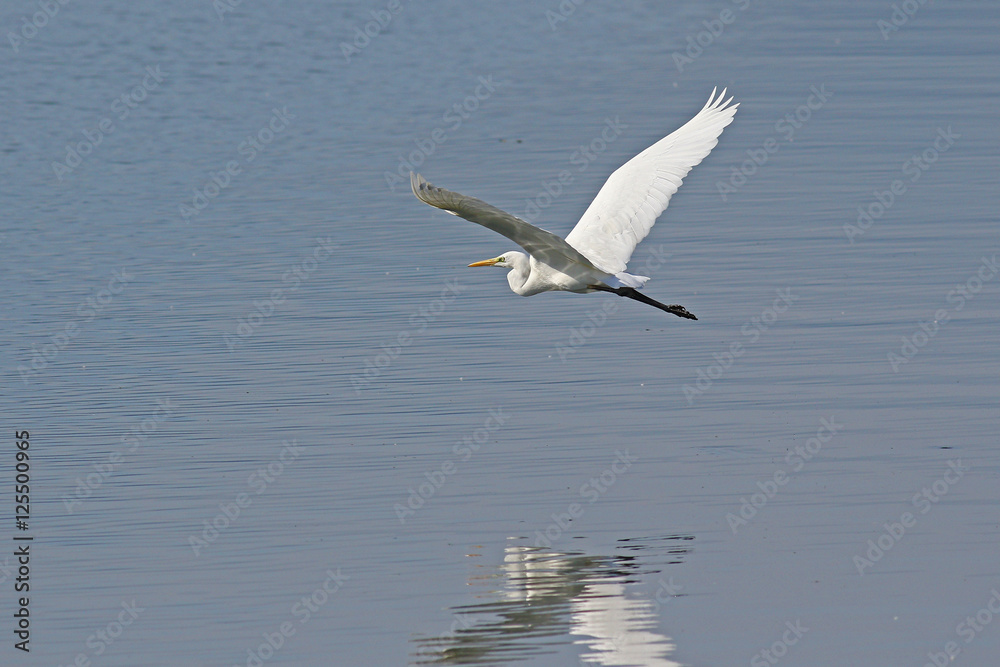 White great egret, egretta alba, in low flight above water with reflections White great egret, egretta alba, in low flight above water with reflections