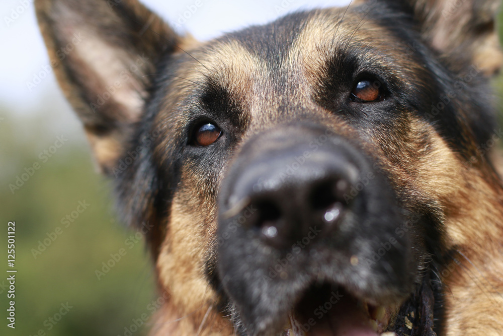 Brown attentive eyes of a dog Brown attentive eyes of a dog
