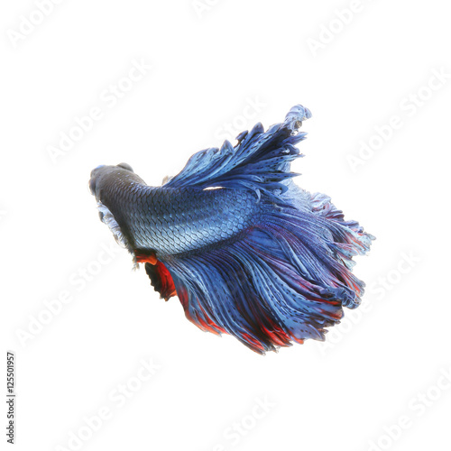 Siamese fighting fish show the beautiful fins tail ,betta fish isolated on white background.