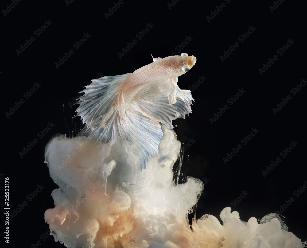 White Siamese fighting fish in the cloud,like heaven. White Siamese fighting fish in the cloud,like heaven.