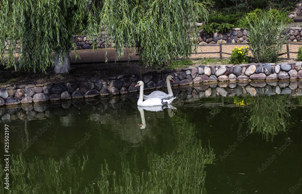 swan, StockFoto Adobe Stock