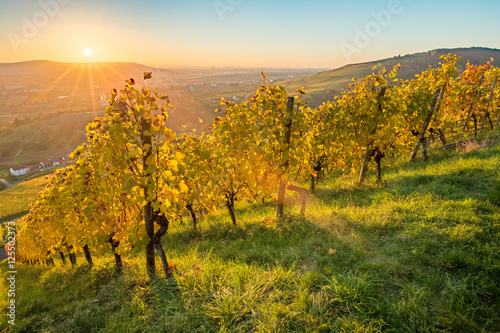 Fototapeta Naklejka Na Ścianę i Meble -  Malerischer Sonnenuntergang im Herbst im Weinberg