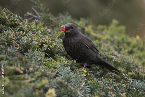 Bird eating berry in the bush photo