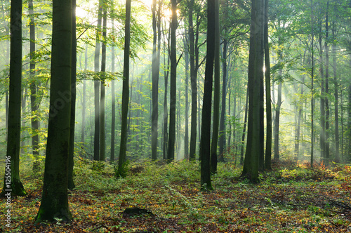 Morning in the forest