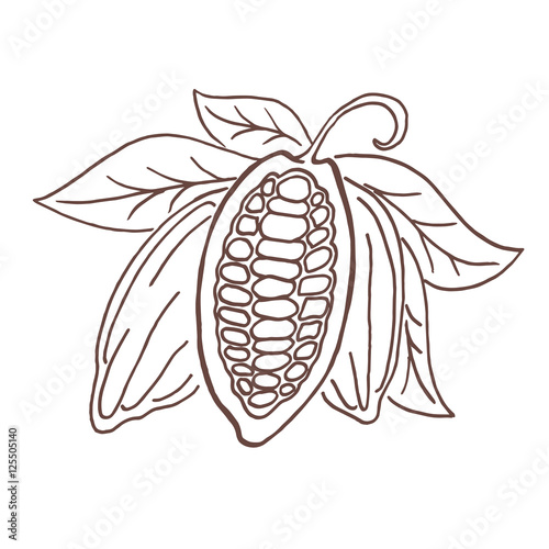 Hand drawing isolated cocoa beans.