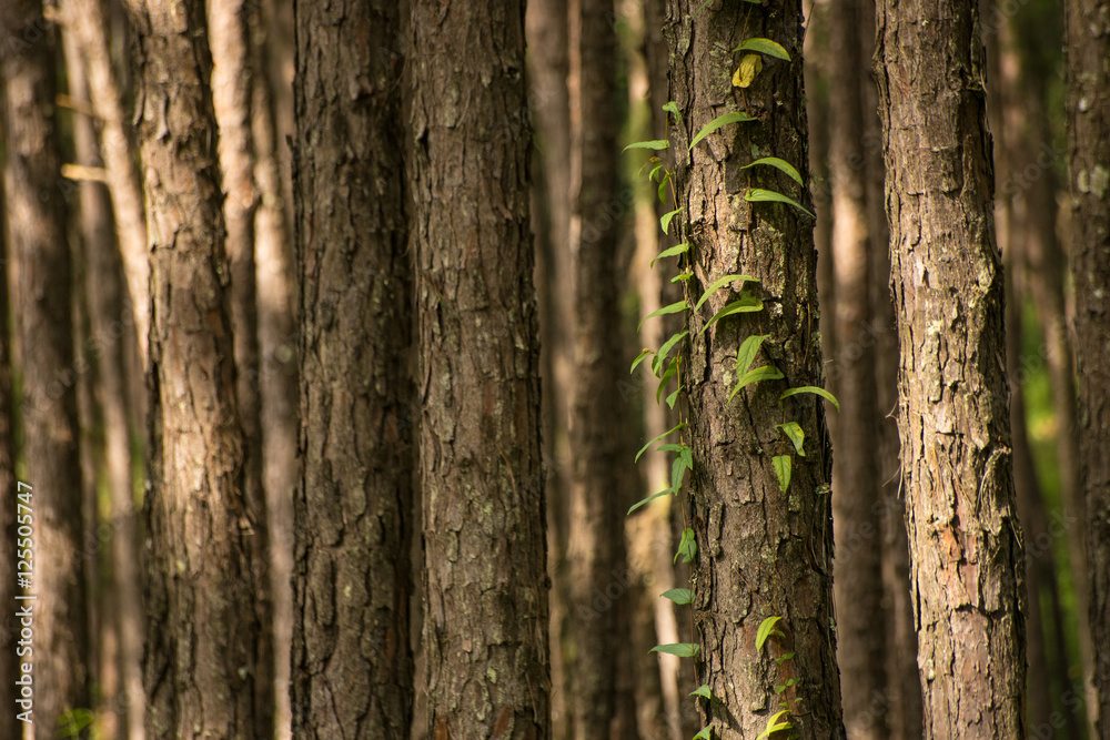 Obraz premium Pine forest in morning light,Parasite tree,Day light.
