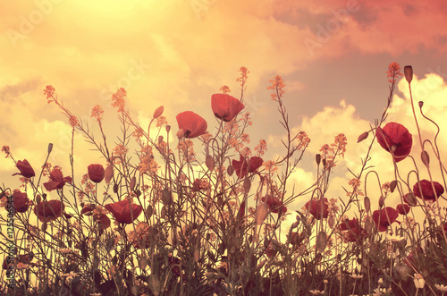 Fototapeta Naklejka Na Ścianę i Meble -  poppies field and sun