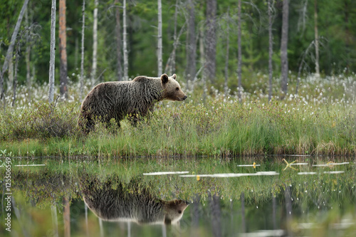 Reflection of a brown bear in a pond