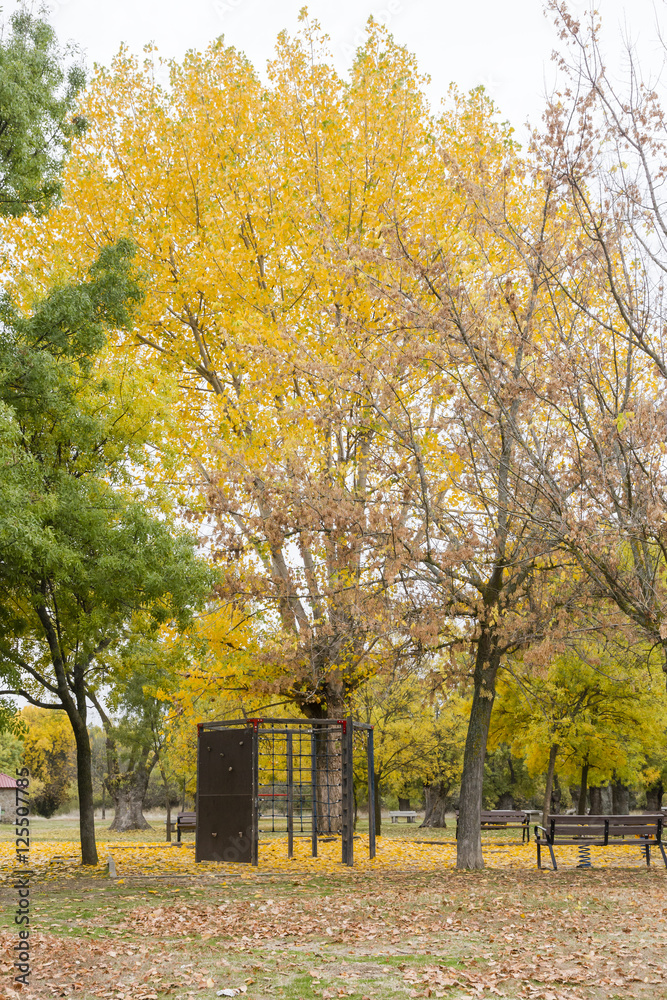 swings in a park with yellow fallen leaves of trees swings in a park with yellow fallen leaves of trees