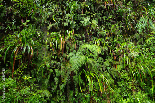 La Réunion - Un coin de jungle : fougères