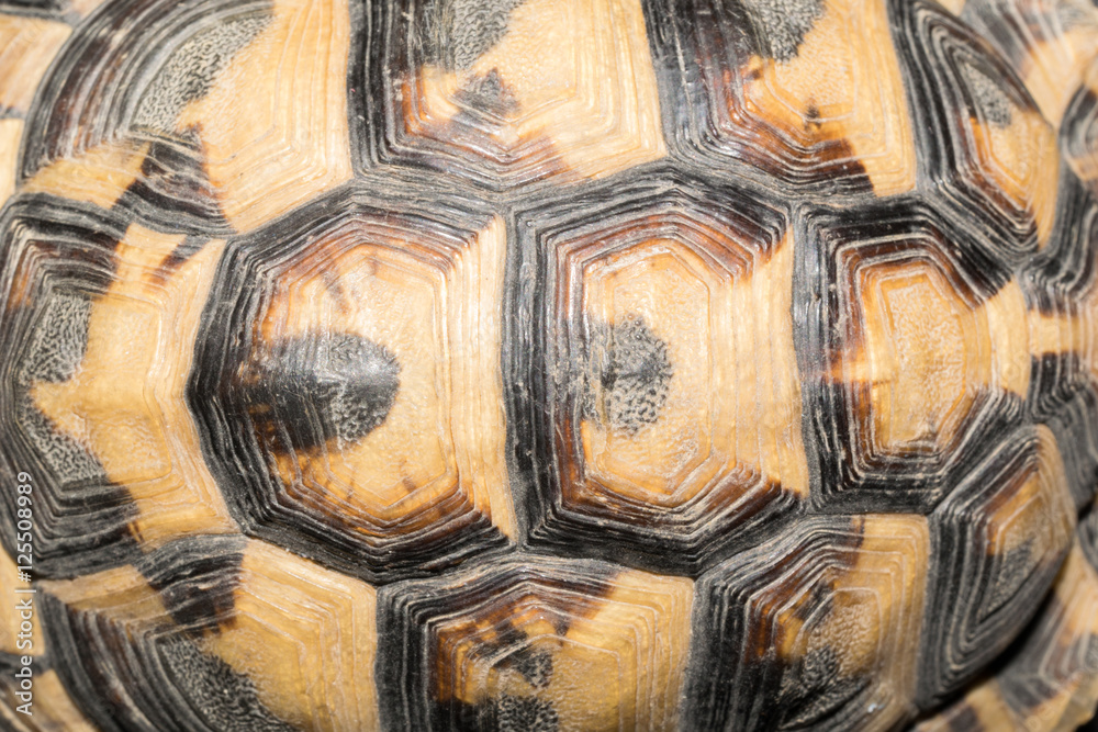 Turtle shell Turtle shell