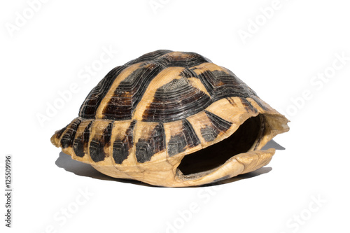 empty turtle shell isolated on white background,different lines