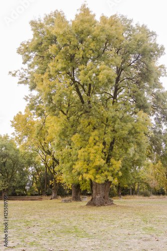 Tree in a park with yellow fallen leaves