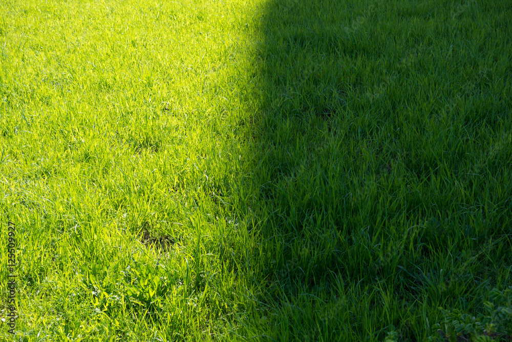 fresh green grass backround