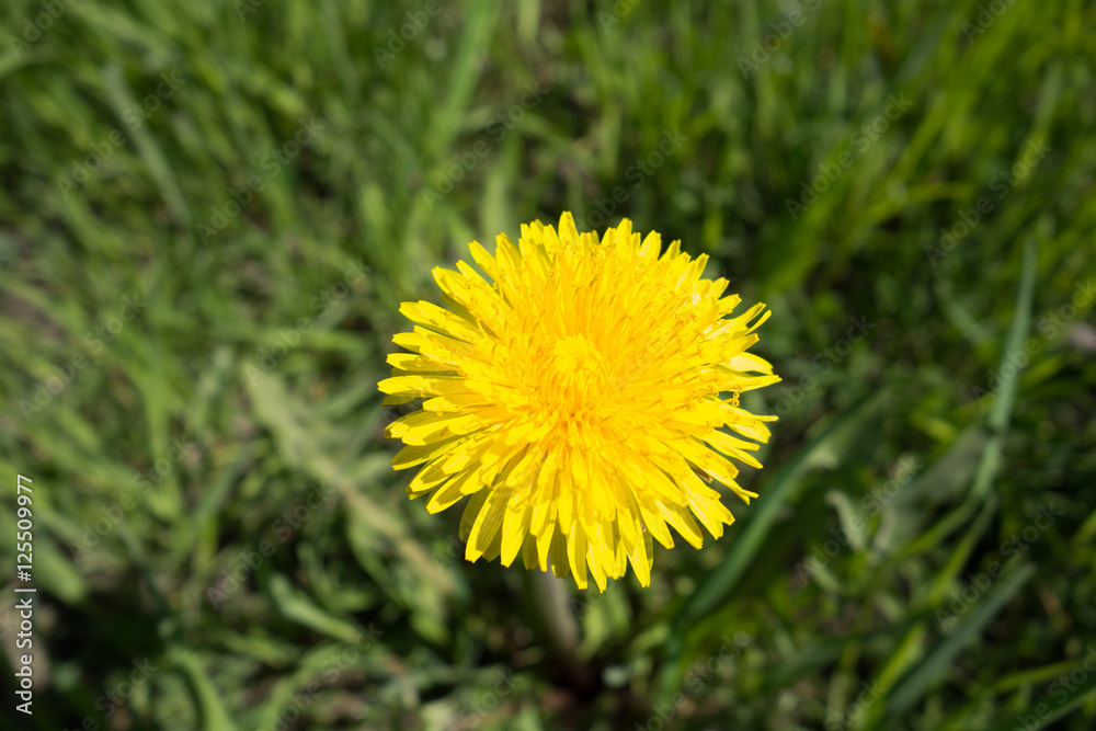 Yellow dandelion flowers. Taraxacum. Yellow dandelion flowers. Taraxacum.