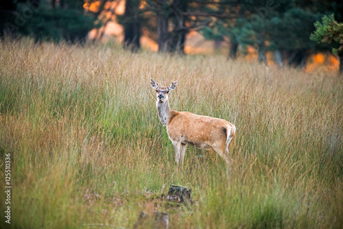 Fototapeta Naklejka Na Ścianę i Meble -  Alert female red deer standing in high grass at dawn. Nature reserve Deelerwoud.