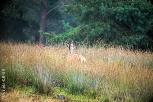 Fototapeta Naklejka Na Ścianę i Meble -  Female red deer walking away from camera in high grass. Nature reserve Deelerwoud.