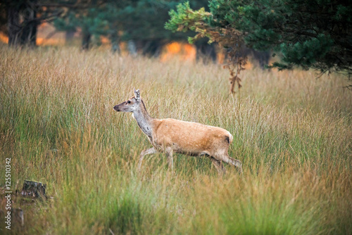 Fototapeta Naklejka Na Ścianę i Meble -  Female red deer walking in high grass at dawn. Nature reserve Deelerwoud.