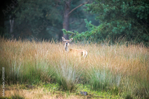Fototapeta Naklejka Na Ścianę i Meble -  Alert female red deer looking over high grass. Nature reserve Deelerwoud.