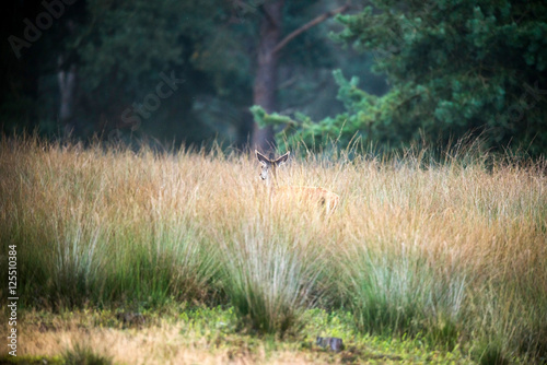 Fototapeta Naklejka Na Ścianę i Meble -  Female red deer walking away from camera in high grass. Nature reserve Deelerwoud.