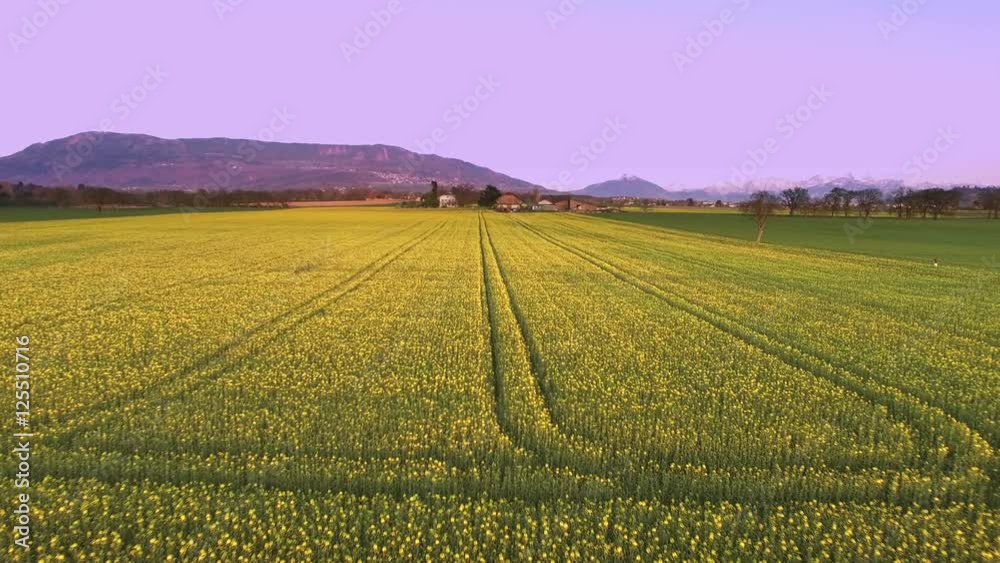 Drone, country, 4k, aerial, nature, mountain, rape field, rape, field, path, cultivation, yellow, green