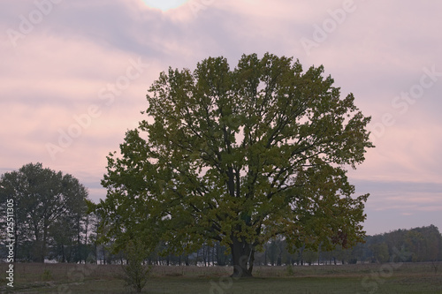 Beautiful big tree with yellow leaves photo