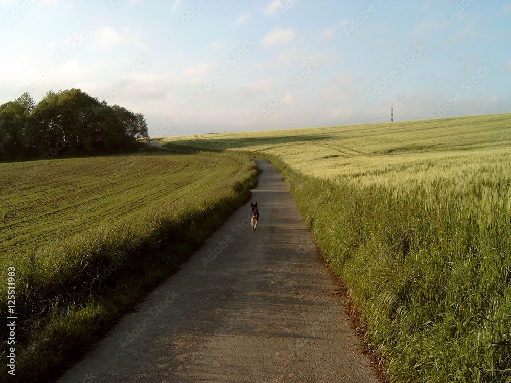 Strasse zwischen den Feldern