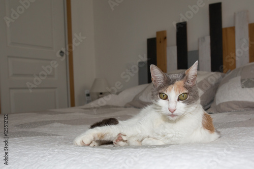 Lovely cat lying on a bed with white sheets