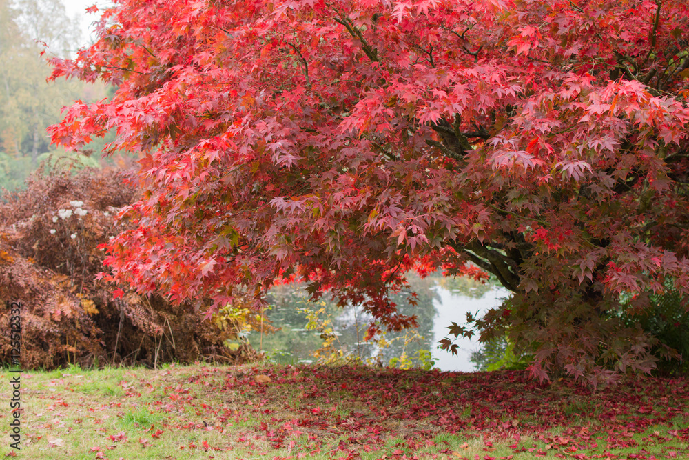Autumn in the woods background, selective focus; japanese maple, with the lake on the background