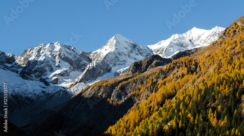 Autunno in montagna - Foresta di larici - Vista su cime innevate - Valle di Chiareggio (Valmalenco)