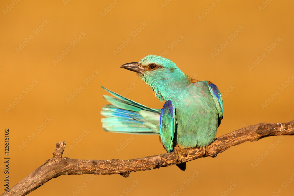 Obraz premium The European roller (Coracias garrulus) cleaning on a branch in the morning sun