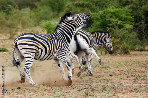 The plains zebra  Equus quagga  formerly Equus burchellii   also known as the common zebra or Burchell s zebra  mare prevents stallions courtship