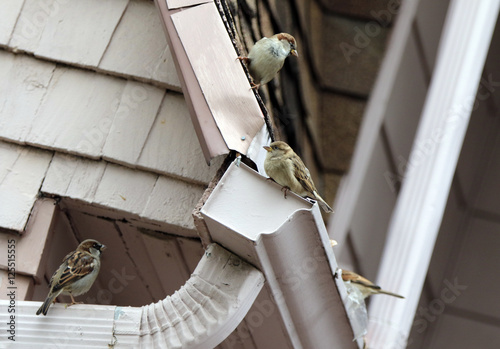 фотографія moineau domestique