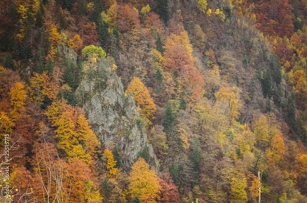 Autumn landscape. Beautiful yellow, orange, red and green autumn forest.