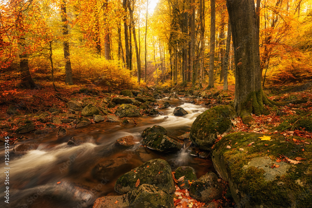 Die wilde Ilse schlängelt sich durch den bunt gefärbten Wald im Harz Die wilde Ilse schlängelt sich durch den bunt gefärbten Wald im Harz