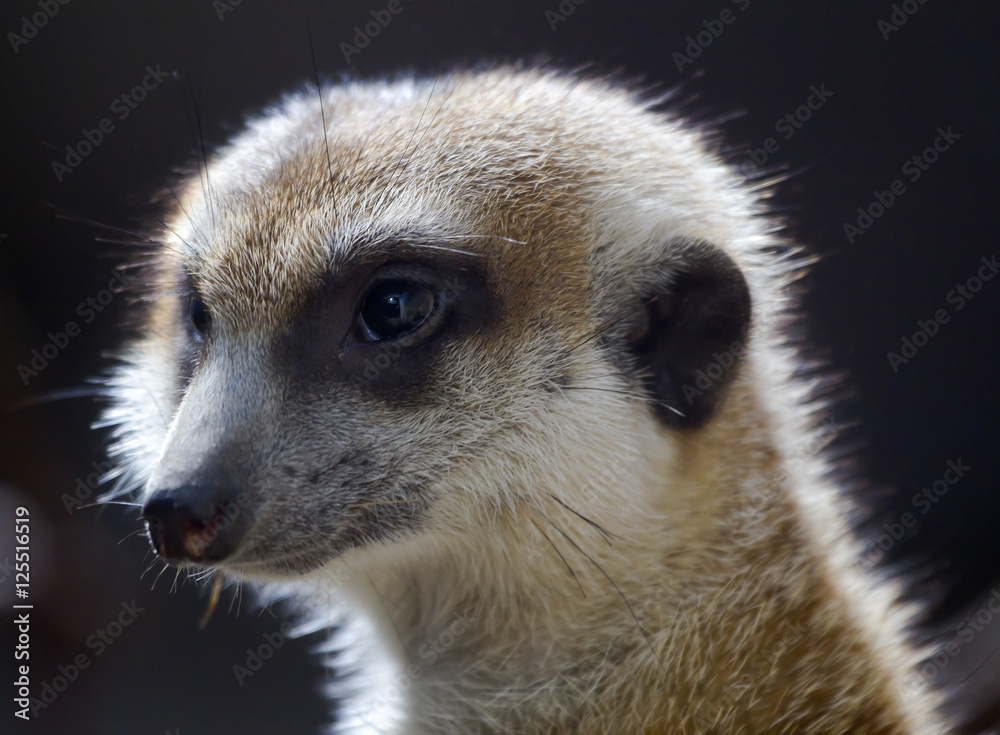 Obraz premium Meerkat Suricate Suricata Suricatta Face Close Up