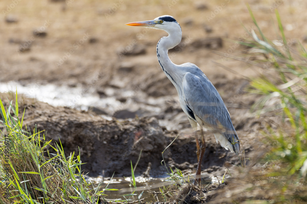 Fototapeta premium Grey Heron, Kruger NP