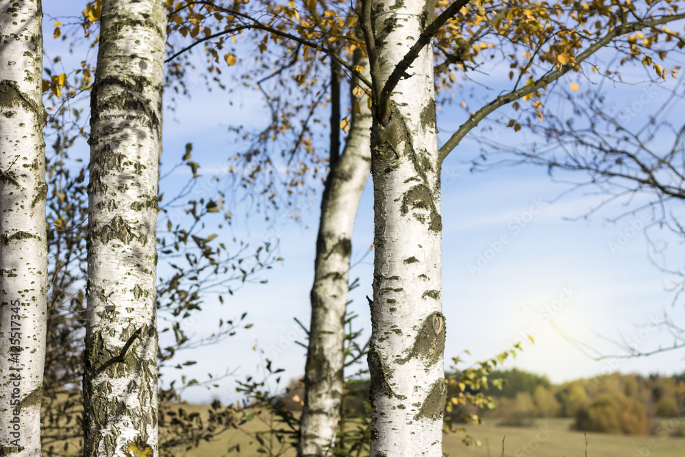 Fototapeta premium Birch Trees Detail. Autumn Background with Blue Sky.